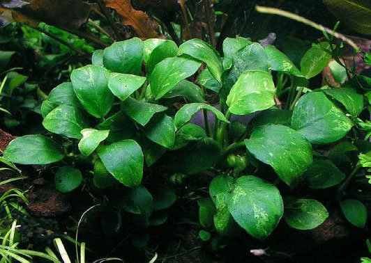 گونه های مختلف گیاه آبزی آنوبیاس