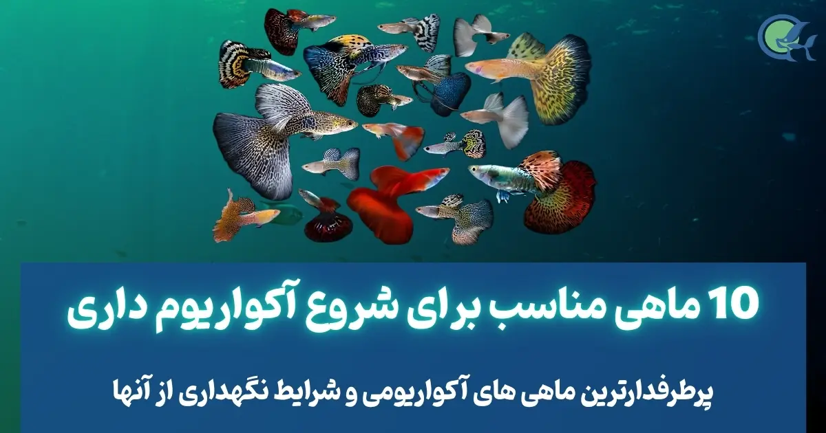 10 ماهی مناسب برای شروع آکواریوم داری
