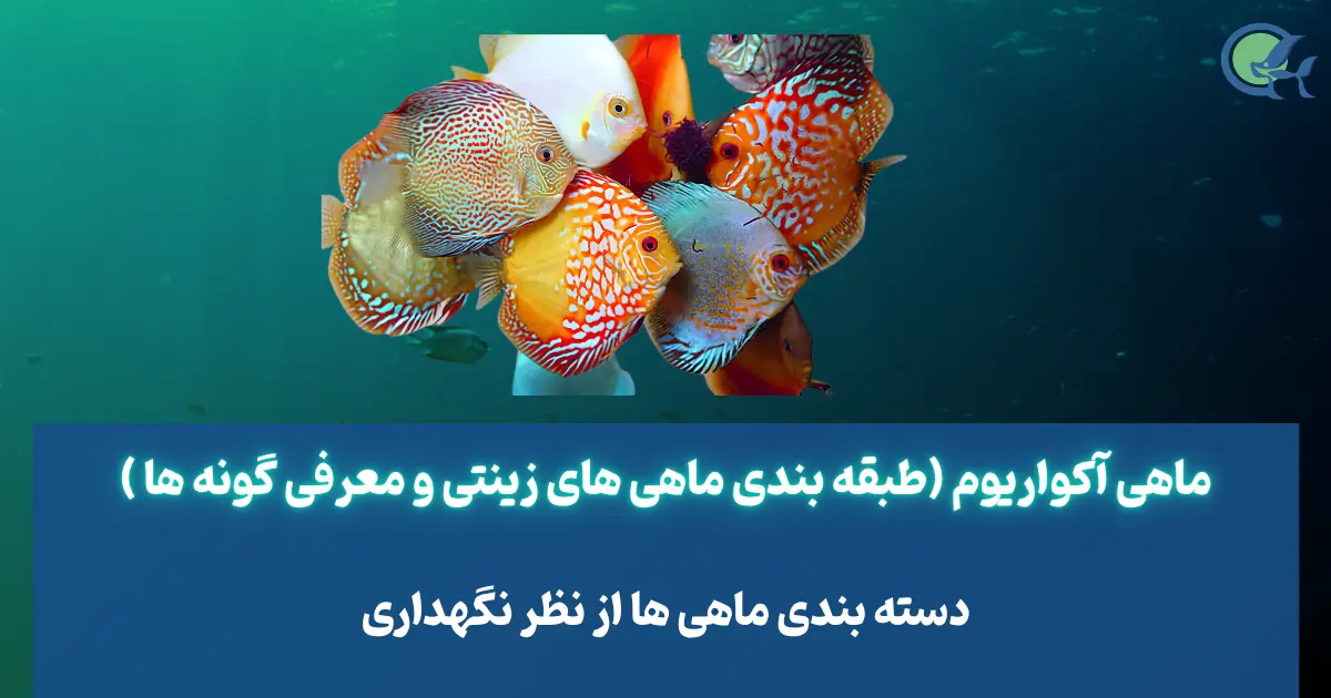 ماهی آکواریوم (طبقه بندی ماهی های زینتی و معرفی گونه ها )