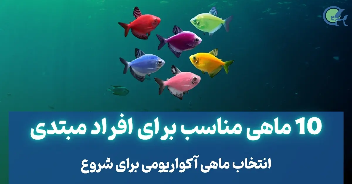 10 ماهی مناسب برای افراد مبتدی (قسمت دوم )