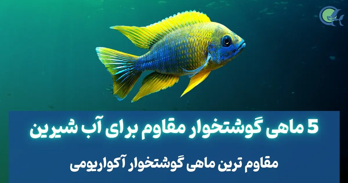5 ماهی گوشتخوار مقاوم برای آب شیرین