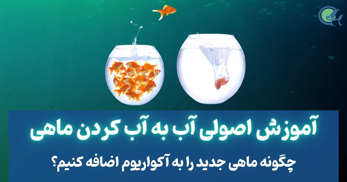 آموزش اصولی آب به آب کردن ماهی
