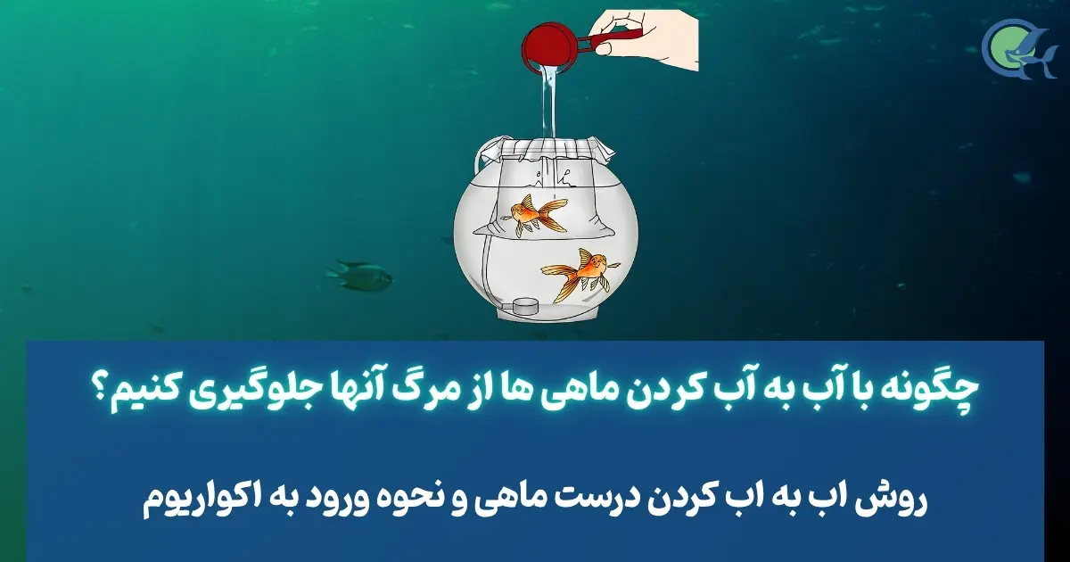 چگونه با آب به آب کردن ماهی ها از مرگ آنها جلوگیری کنیم؟