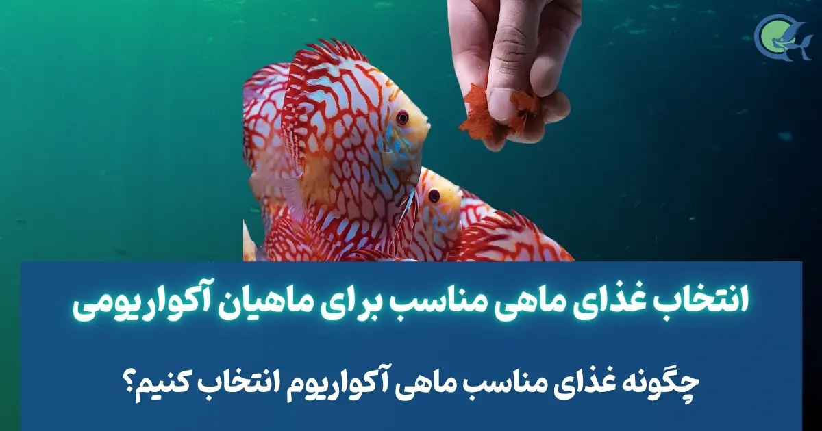 انتخاب غذای ماهی مناسب برای ماهیان آکواریومی