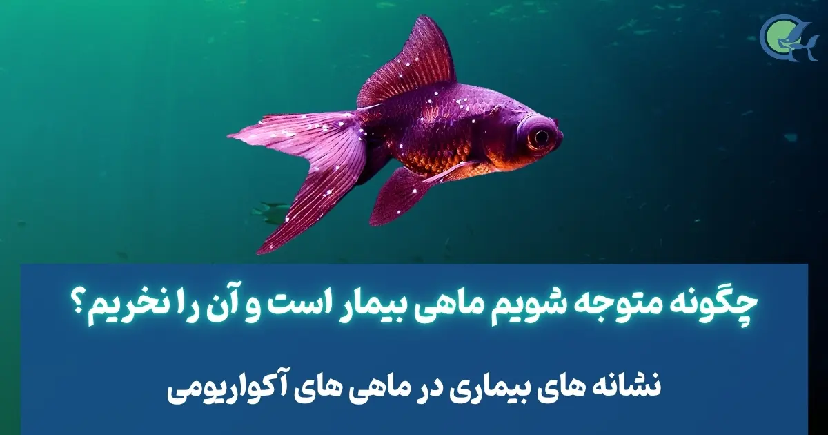 چگونه متوجه شویم ماهی بیمار است و آن را نخریم؟
