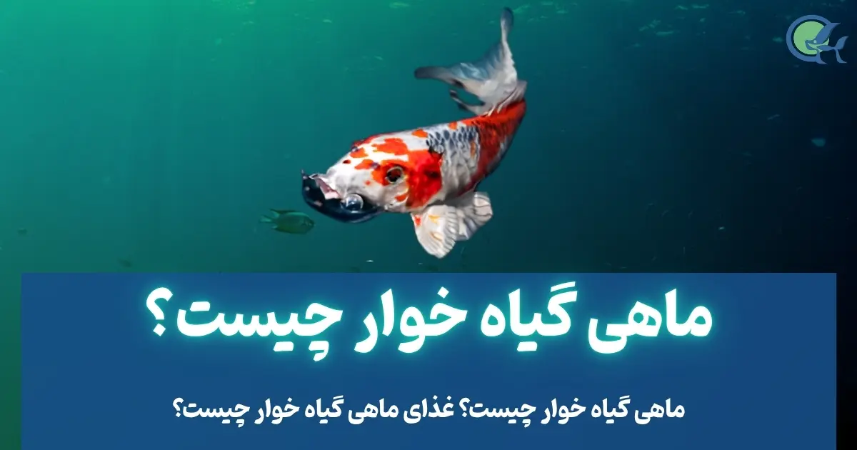 ماهی گیاه خوار چیست؟ غذای ماهی گیاه خوار چیست؟