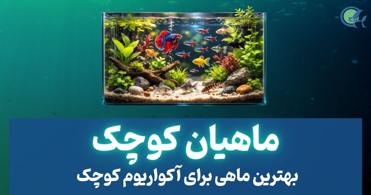بهترین ماهی برای آکواریوم کوچک