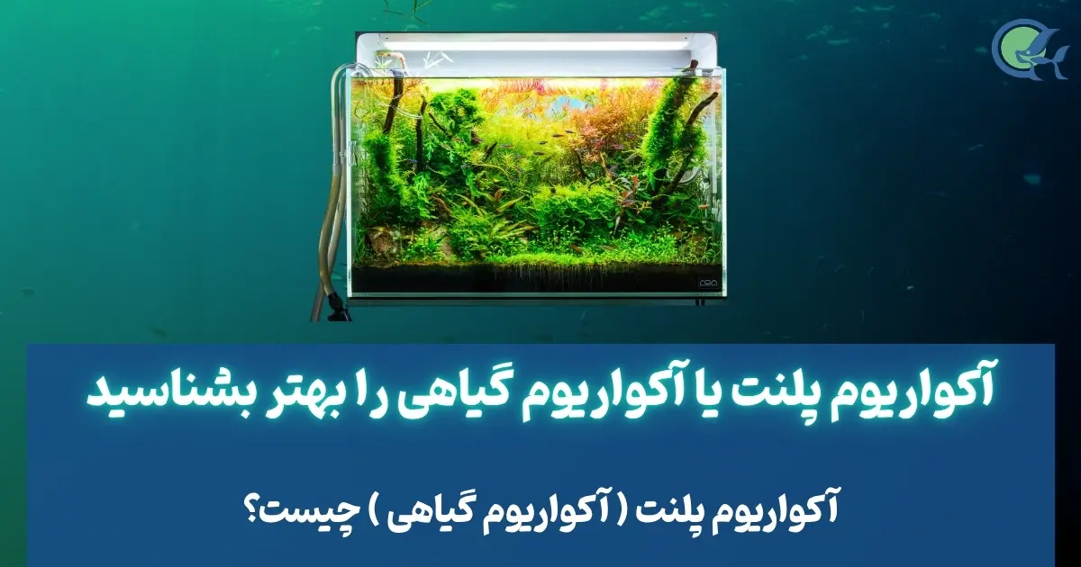 آکواریوم پلنت یا آکواریوم گیاهی را بهتر بشناسید