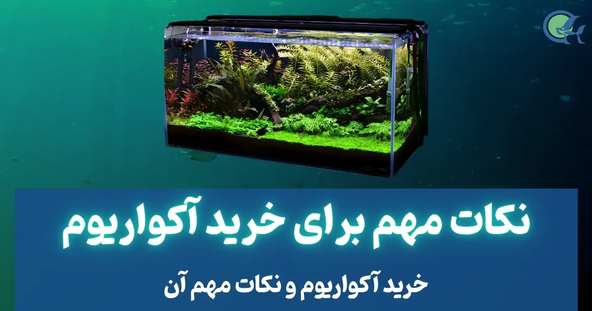 نکات مهم برای خرید آکواریوم