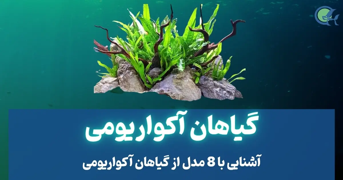 گیاهان آکواریومی