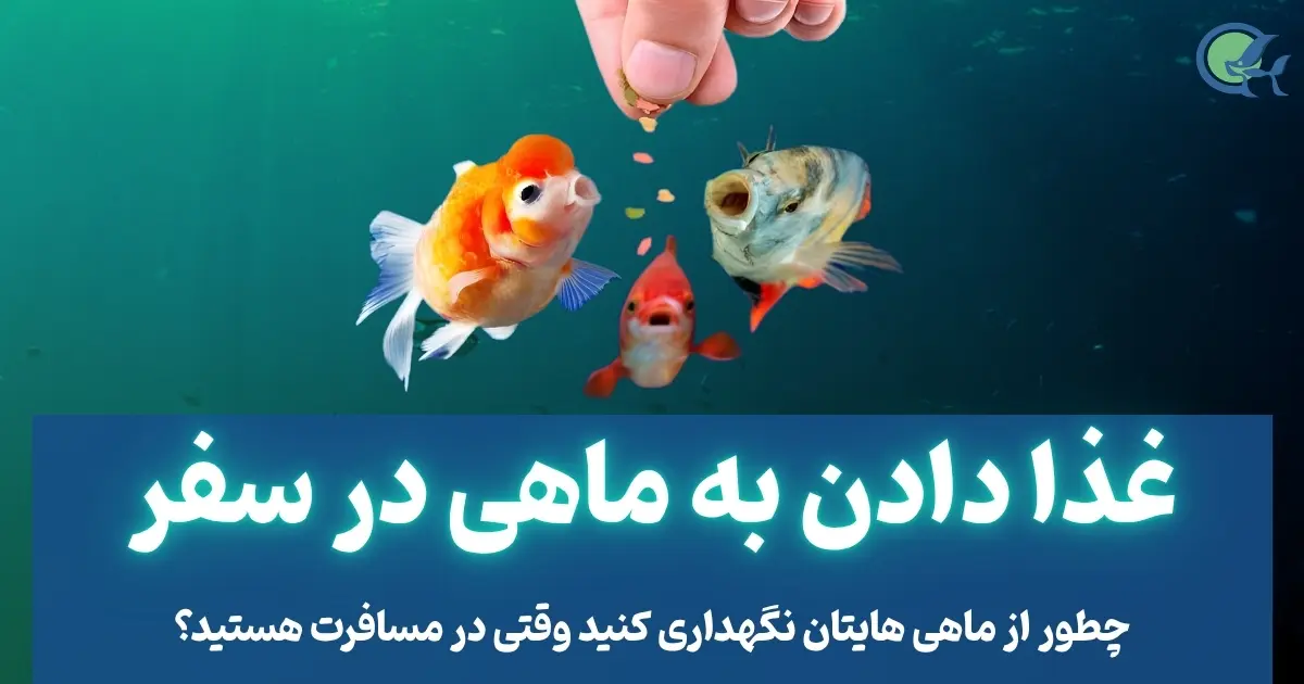 غذا دادن به ماهی در سفر