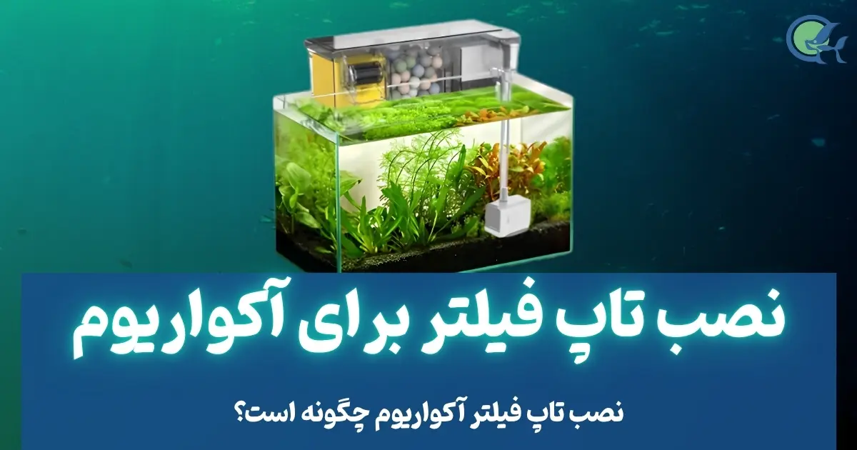 نصب تاپ فیلتر برای آکواریوم