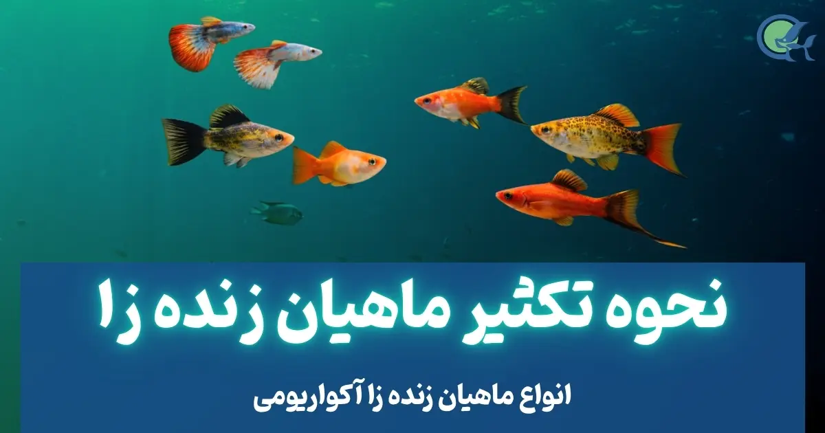 نحوه تکثیر ماهیان زنده زا