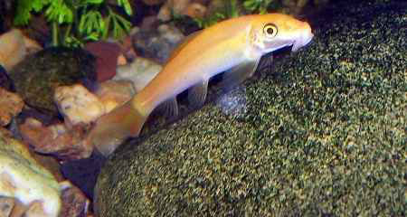 ماهی کت فیش طلایی آکواریوم پلنت