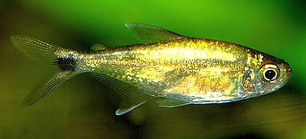 ماهی تترا طلایی آکواریوم پلنت