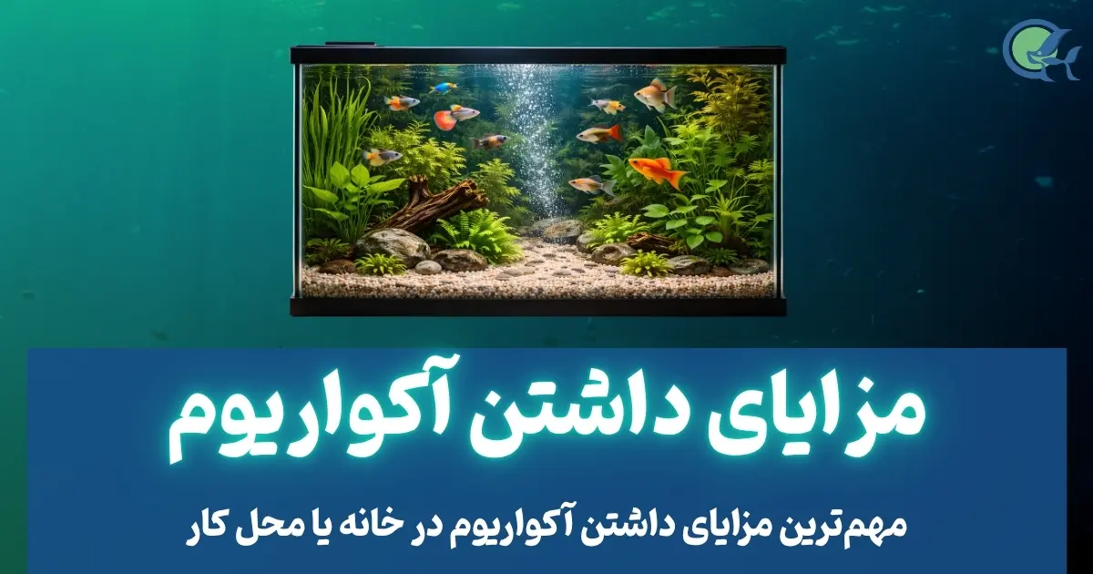 مزایای داشتن آکواریوم