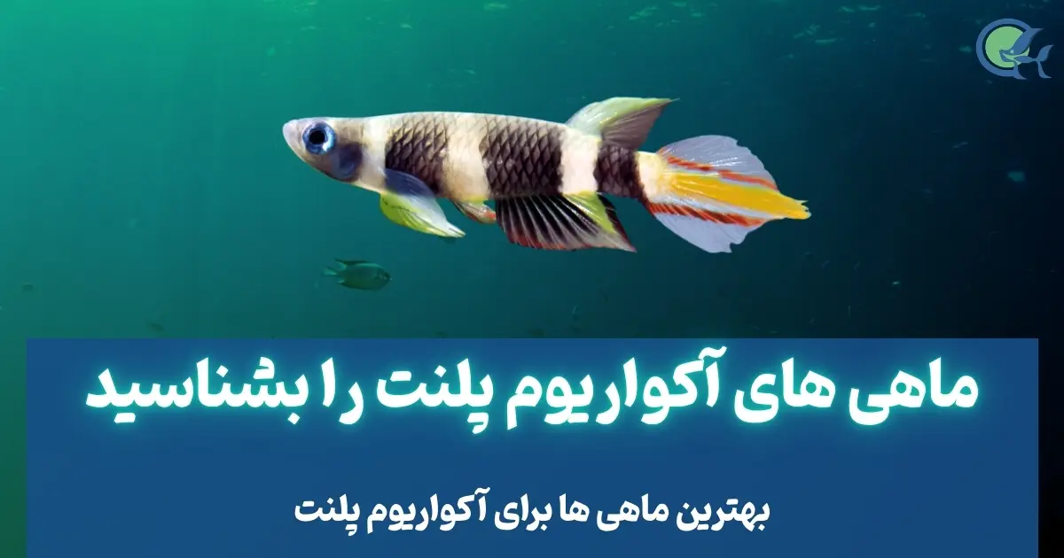 ماهی های آکواریوم پلنت را بشناسید