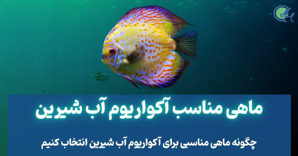 چگونه ماهی مناسبی برای آکواریوم آب شیرین انتخاب کنیم