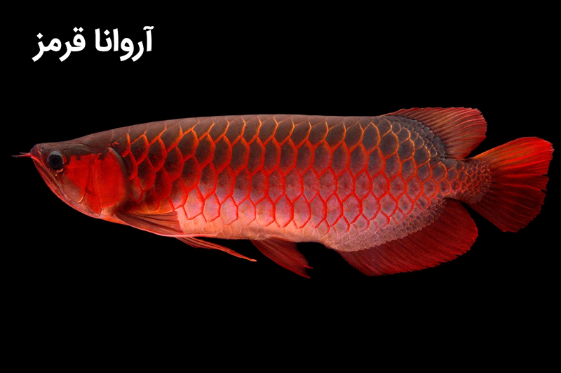 ماهی آروانا قرمز