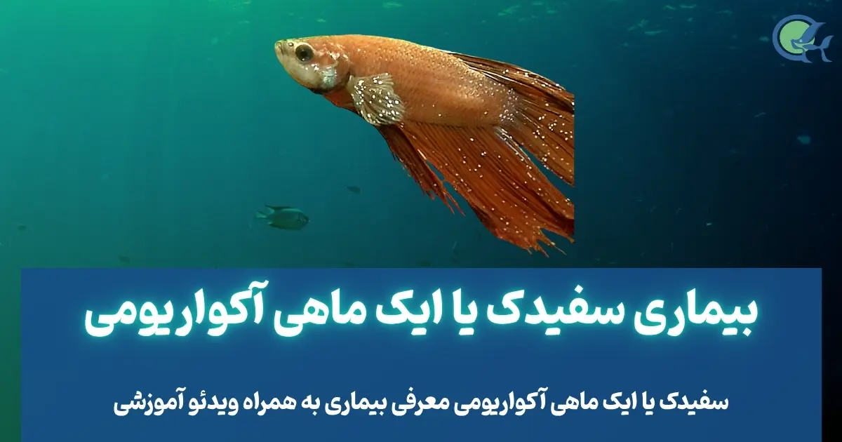 بیماری سفیدک یا ایک ماهی آکواریومی