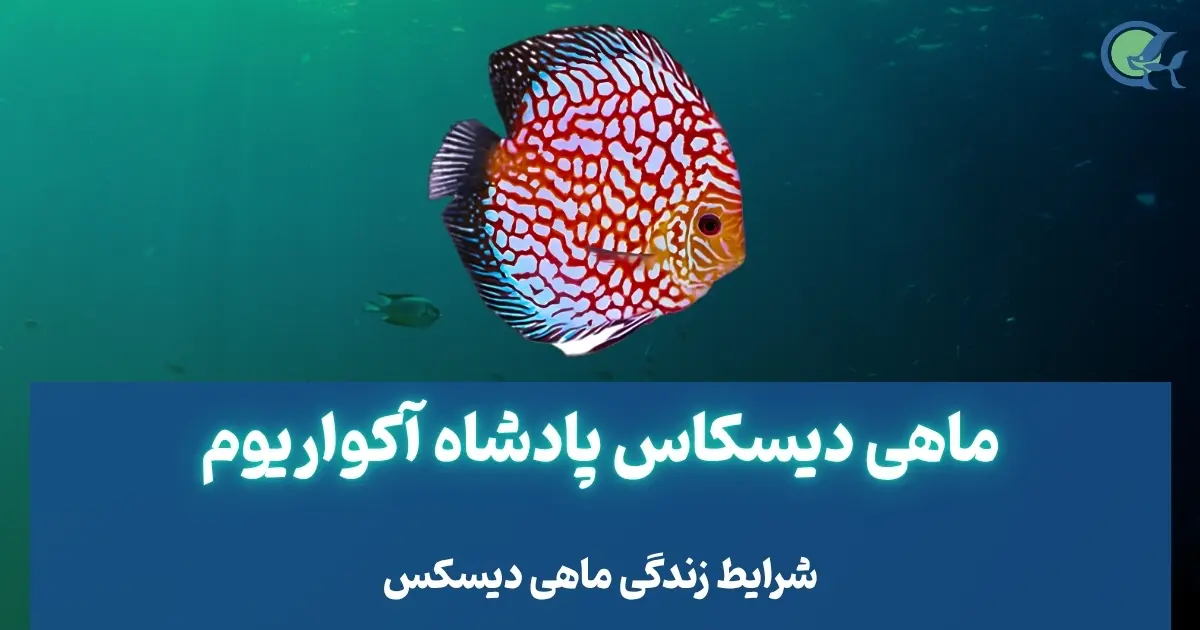 ماهی دیسکاس