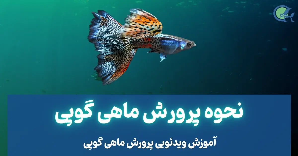 نحوه پرورش ماهی گوپی
