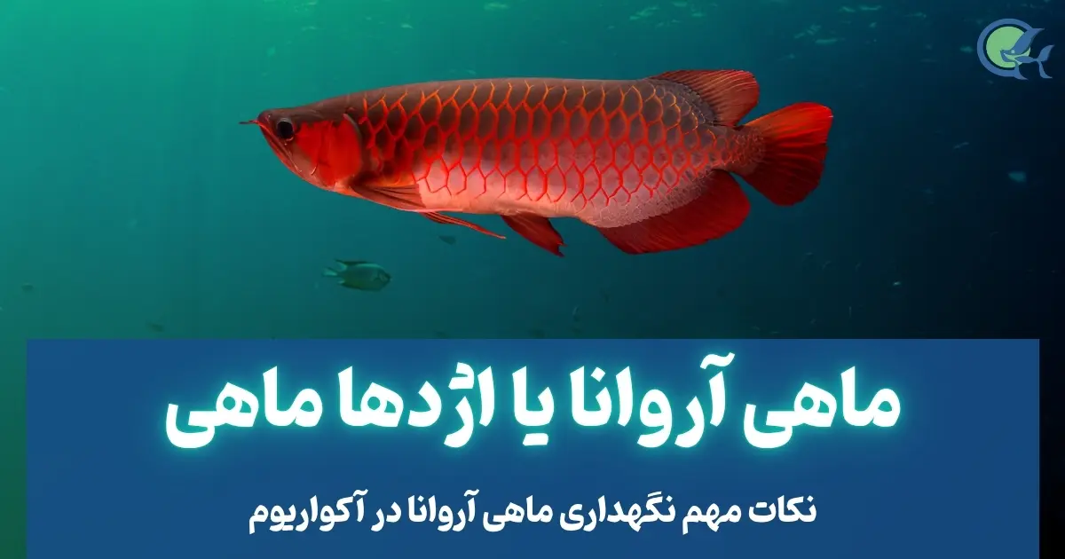 ماهی آروانا یا اژدها ماهی