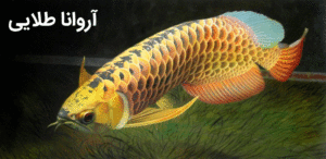 ماهی آروانا طلایی