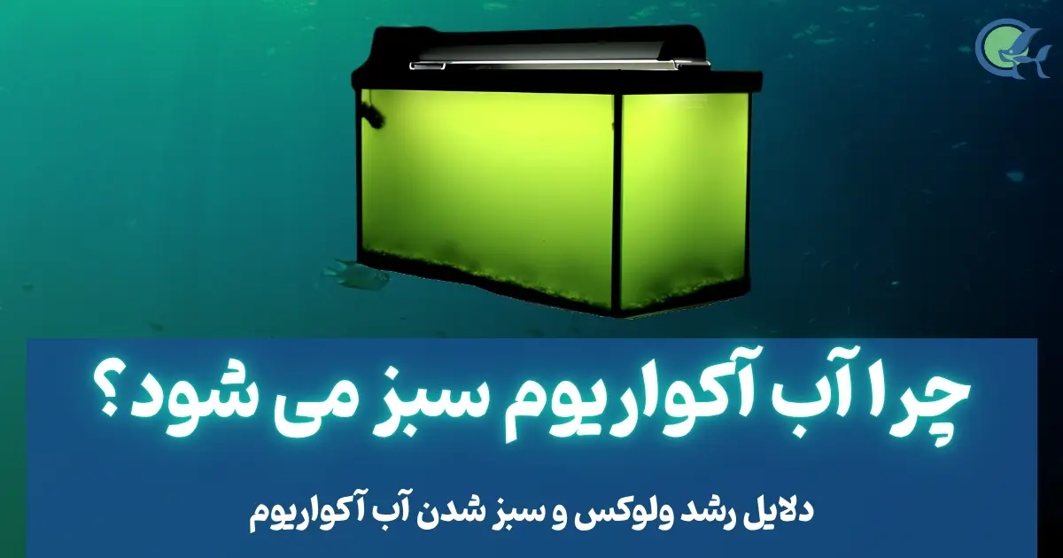 چرا آب آکواریوم سبز می شود؟