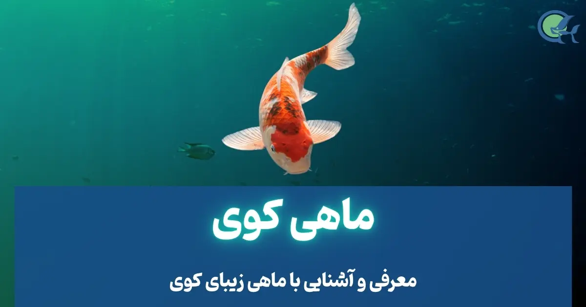 ماهی کوی