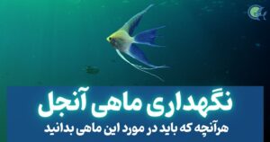نگهداری ماهی آنجل