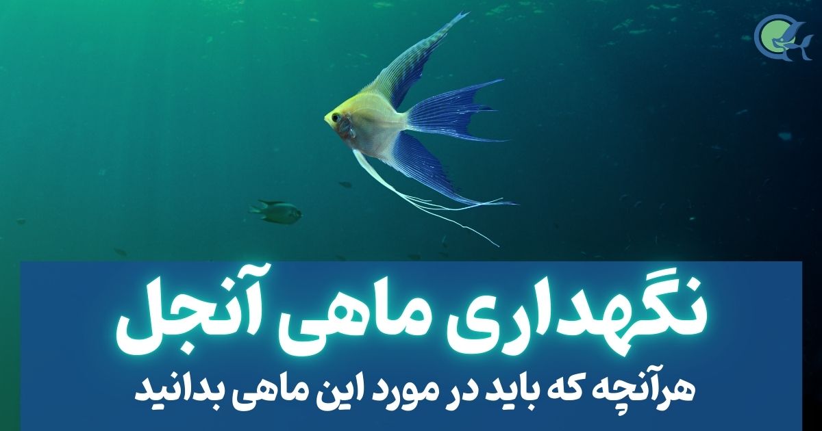 نگهداری ماهی آنجل