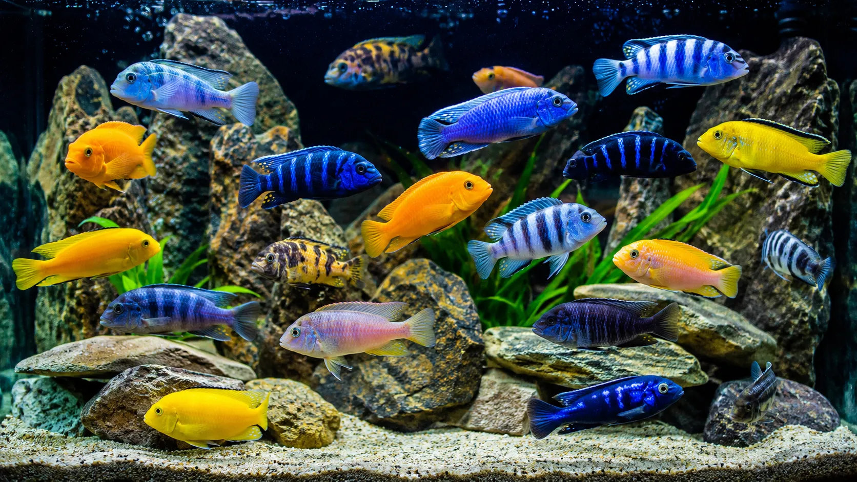 انواع ماهی سیچلاید آفریقایی