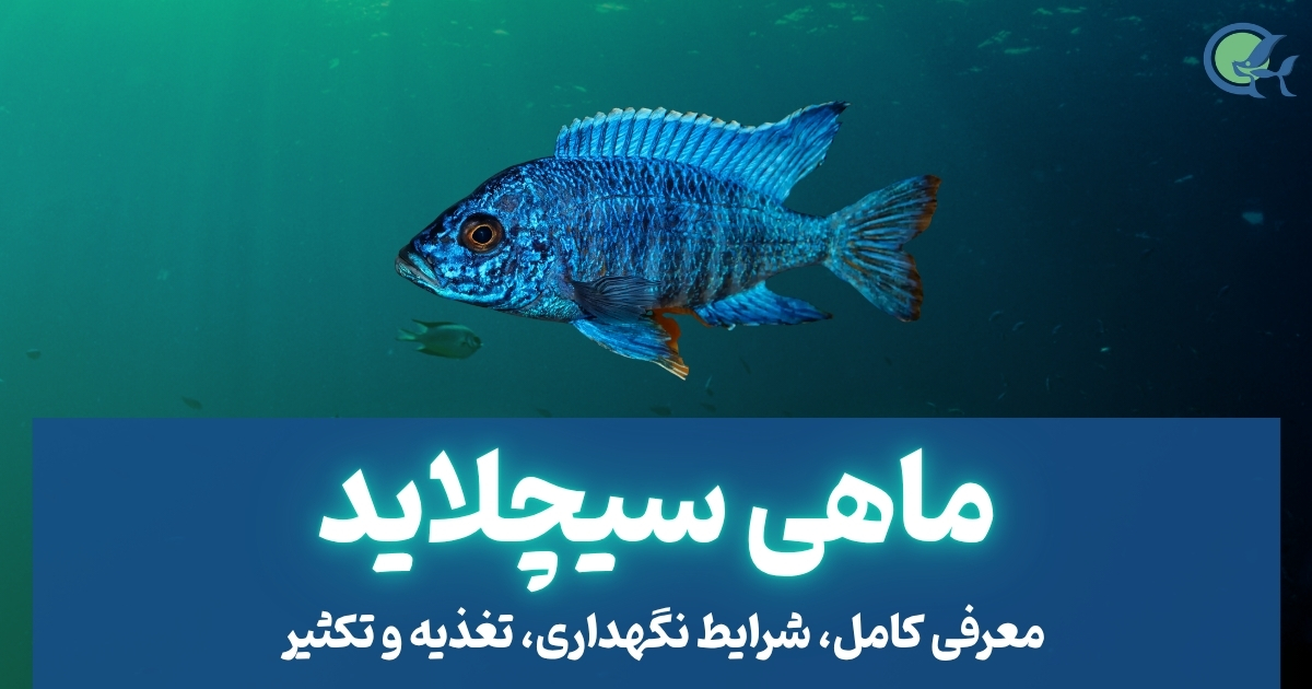 ماهی سیچلاید