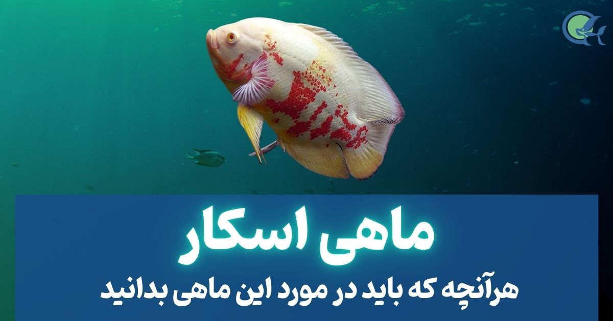 ماهی اسکار | تمامی نکاتی که باید بدانید
