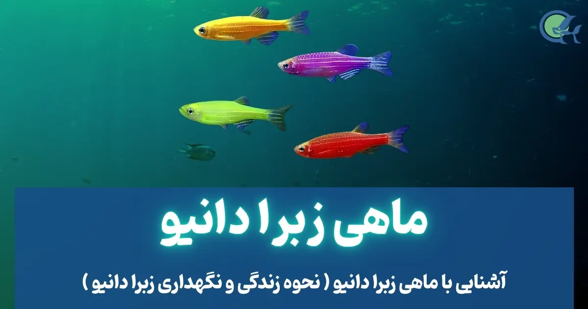 ماهی زبرا دانیو