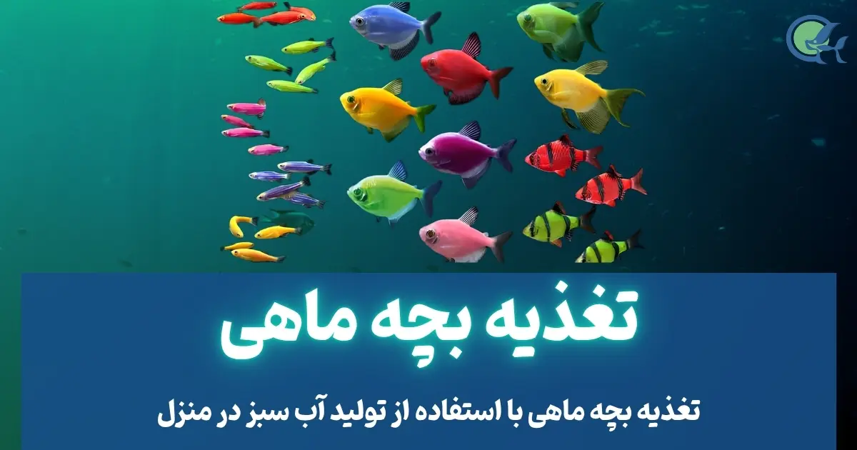 تغذیه بچه ماهی با استفاده از تولید آب سبز در منزل