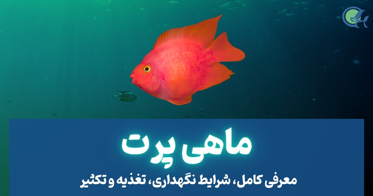 ماهی پرت؛ معرفی کامل، شرایط نگهداری، تغذیه و تکثیر
