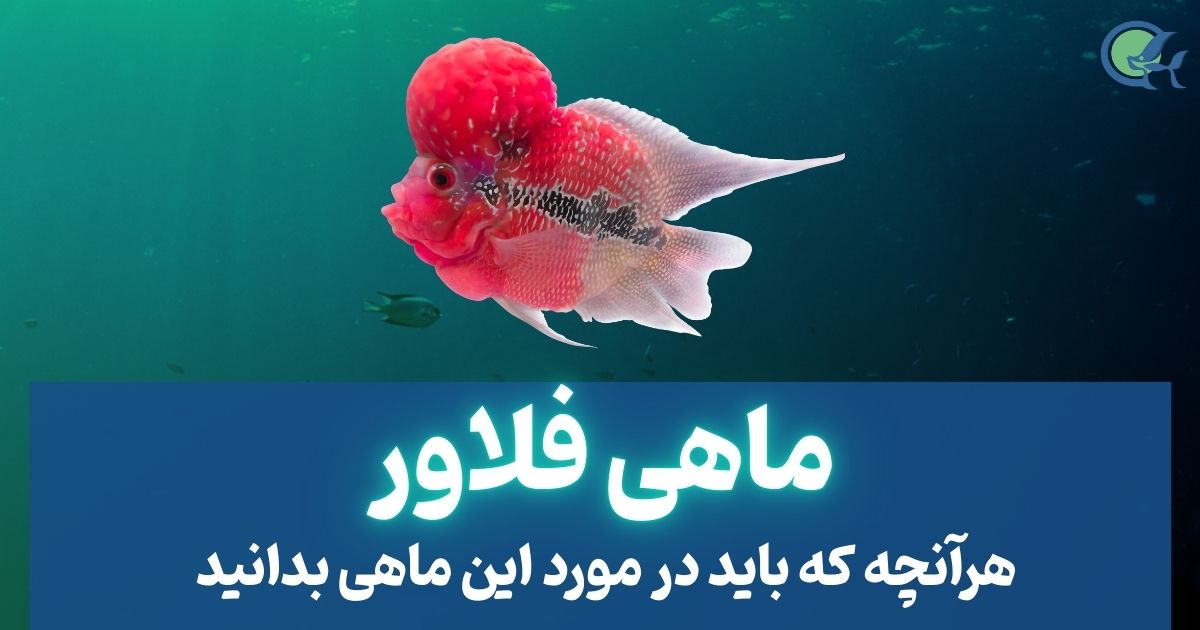 ماهی فلاور