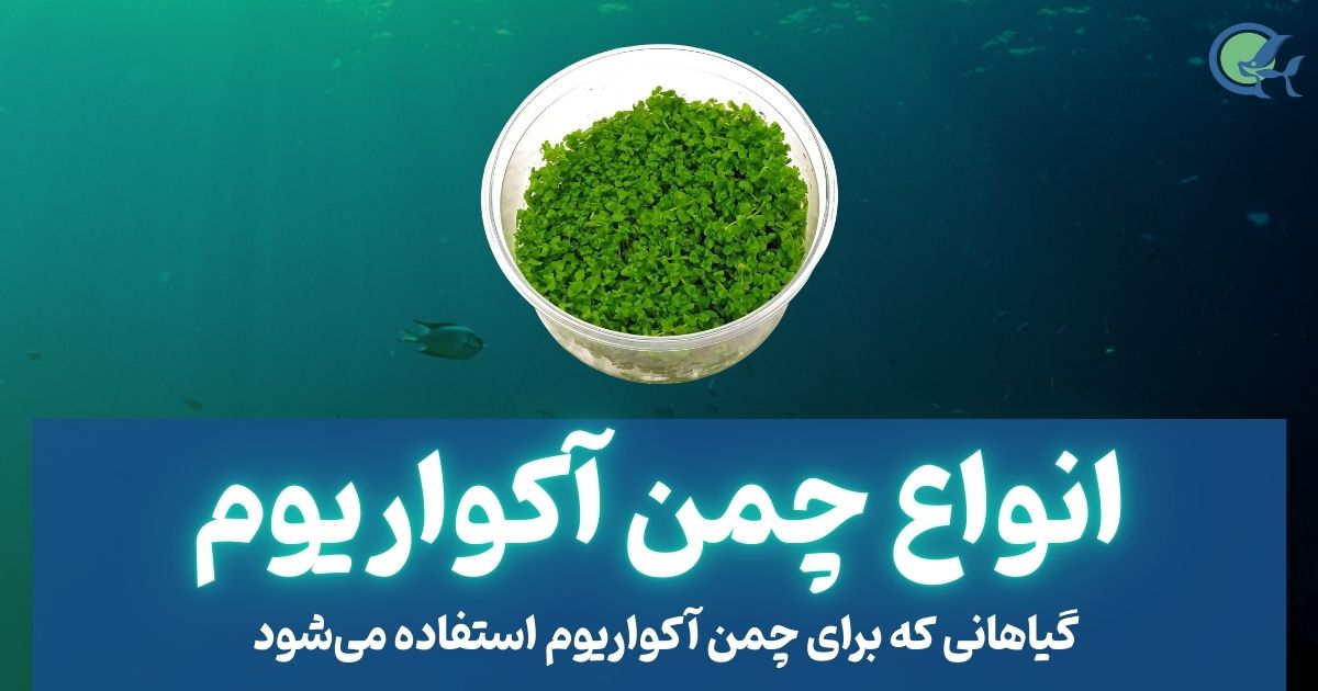 انواع چمن آکواریوم