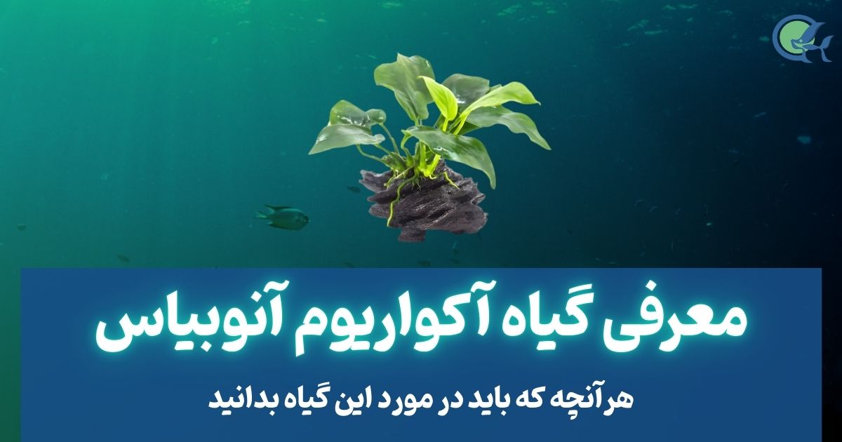 معرفی گیاه آکواریوم آنوبیاس