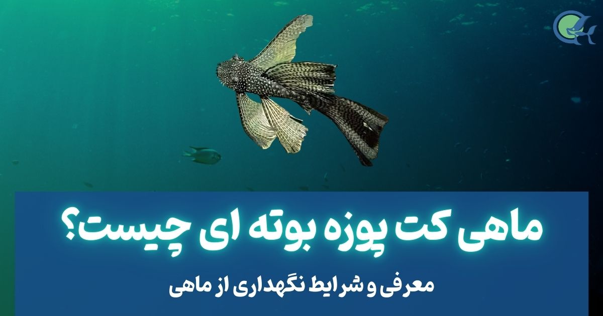 ماهی کت پوزه بوته ای چیست؟
