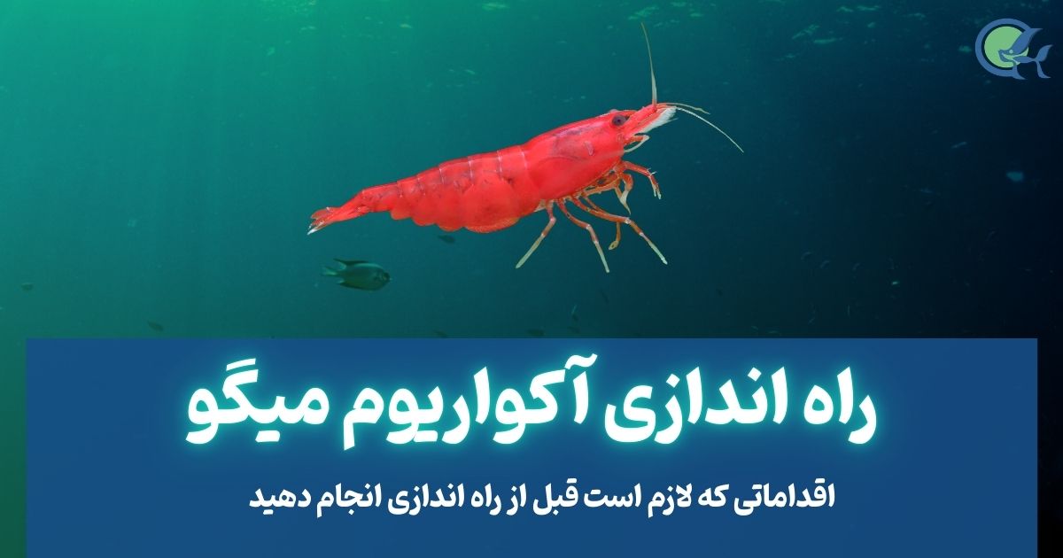راه اندازی آکواریوم میگو
