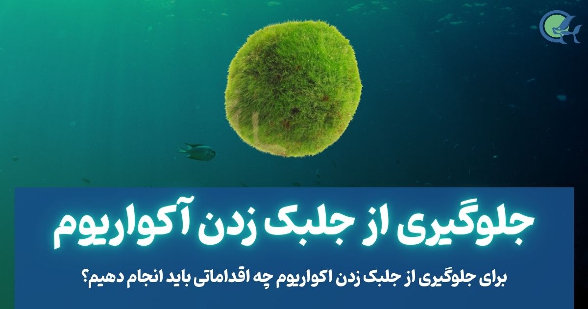 جلوگیری از جلبک زدن آکواریوم