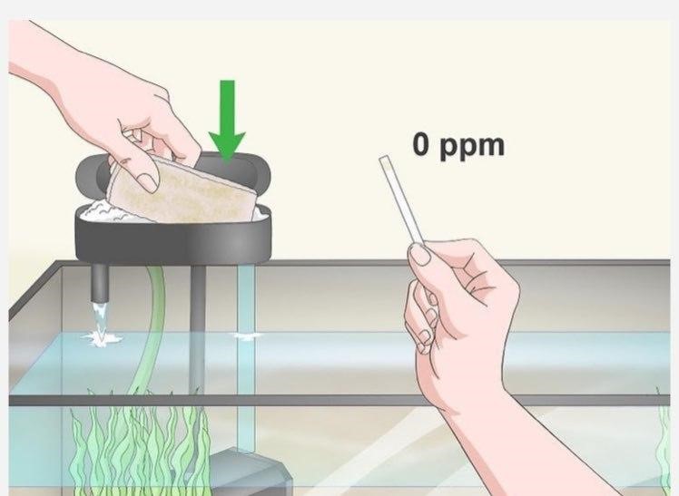تست آب آکواریوم چگونه صورت می گیرد؟