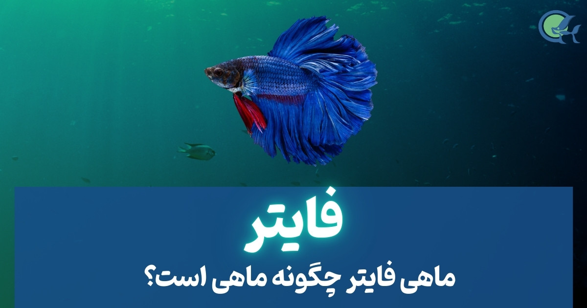 ماهی فایتر