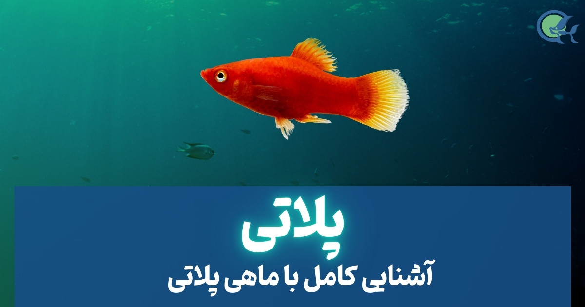 آشنایی کامل با ماهی پلاتی و شرایط رشد و نگهداری از آن
