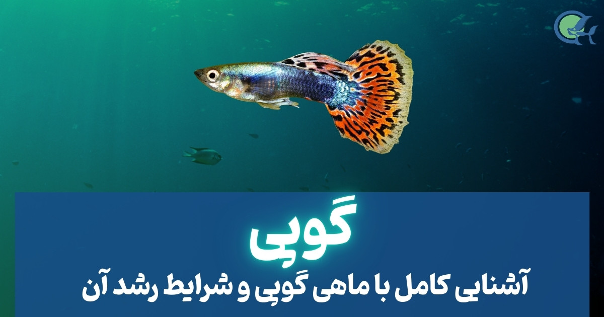 ماهی گوپی