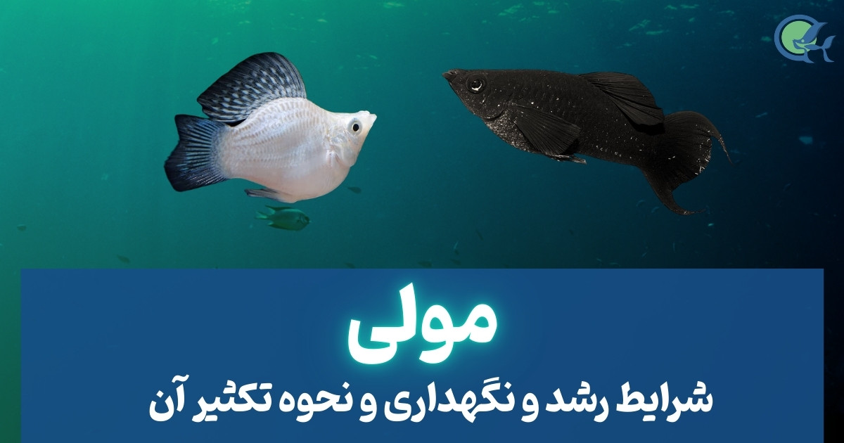 ماهی مولی و شرایط رشد و نگهداری و نحوه تکثیر آن