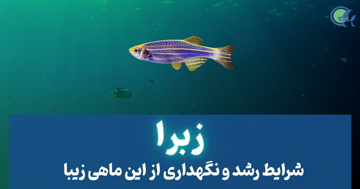 ماهی زبرا